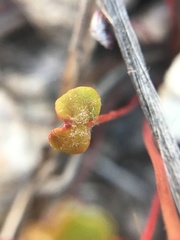 Eriogonum nortonii