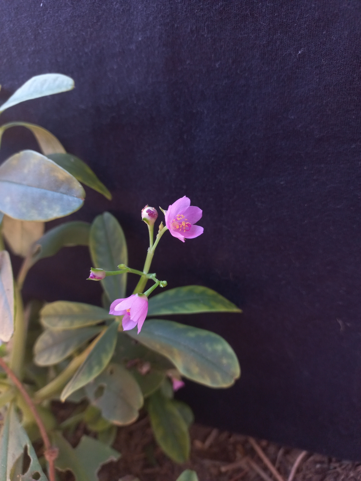 Talinum fruticosum