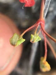 Eriogonum nortonii