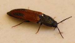 Ampedus occidentalis
