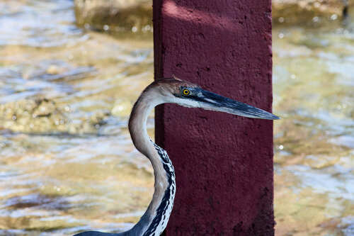 Goliath Heron photographed in Djibouti