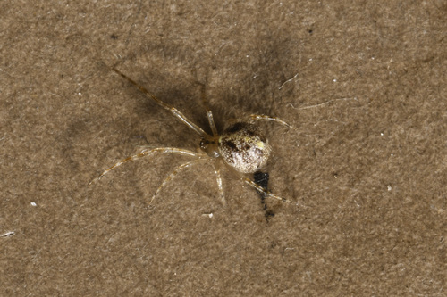 Cobweb Spider