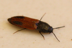 Ampedus occidentalis