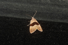 Cobubatha lixiva