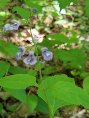 Salvia urticifolia