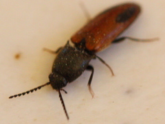 Ampedus occidentalis