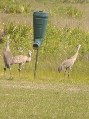 Antigone canadensis pulla