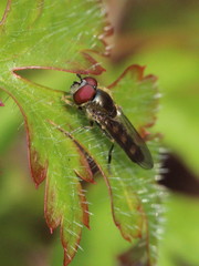 Platycheirus scutatus