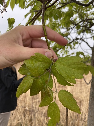 box elder