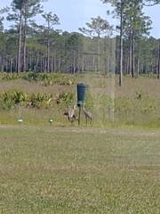 Antigone canadensis pulla