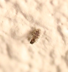 Culicoides