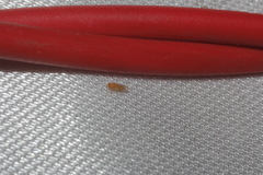 Heteropsylla