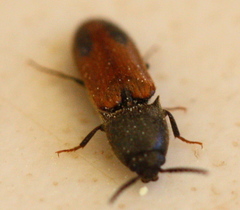 Ampedus occidentalis