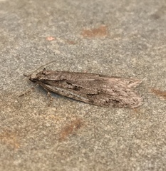 Semioscopis aurorella