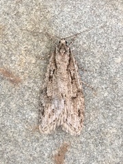 Semioscopis aurorella