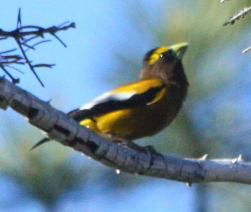 Hesperiphona vespertina