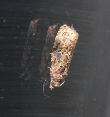 Endothenia