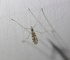 Erioptera