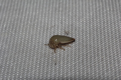 Stictopelta marmorata