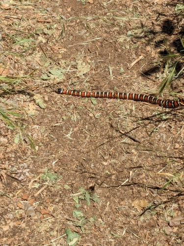 Arizona Mountain Kingsnake