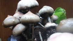 Psilocybe ovoideocystidiata
