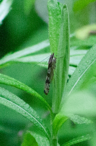 Lucerne Moth photo 3