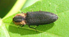 Lacon discoideus