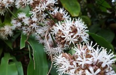 Dracaena fragrans
