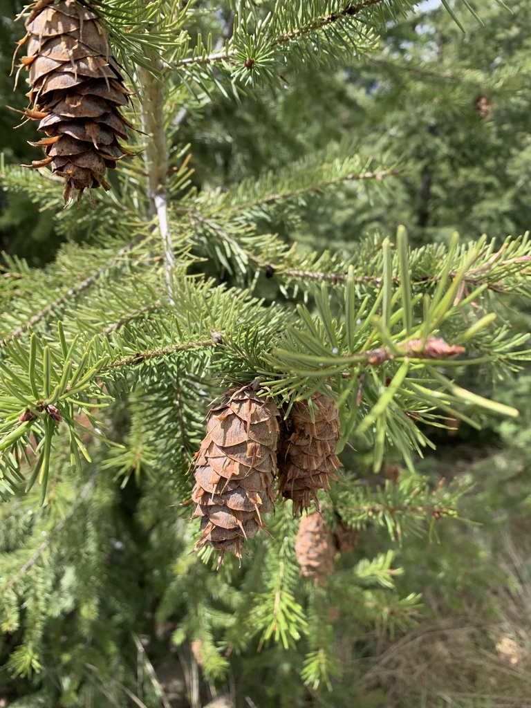 common Douglas-fir from Big Butte Open Space Park, Butte, MT, US on May ...