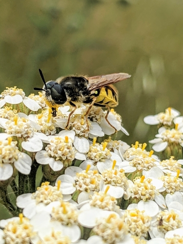 Stratiomys maculosa photo 2