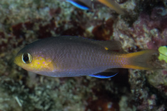 Pycnochromis acares