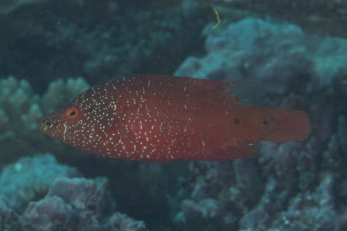 Point-head maori (Cheilinus oxycephalus) — Labridae — 5