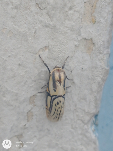 Hieroglyphic Moth