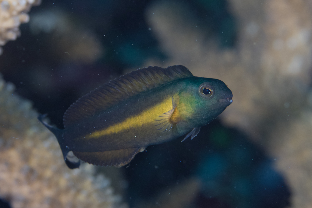 Bundoon Blenny
