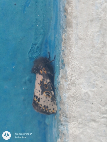 Xanthopastis timais