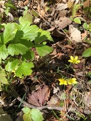 Waldsteinia fragarioides