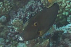 Cantherhines dumerilii