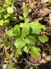 Waldsteinia fragarioides