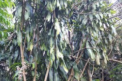 Dracaena fragrans