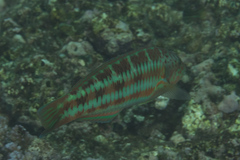 Thalassoma trilobatum