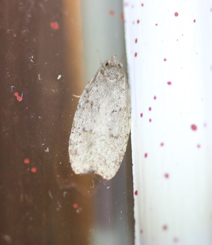 Bog Bibarrambla Moth photo 2