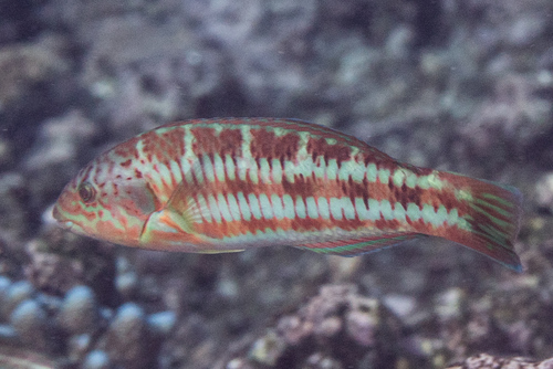 Christmas Wrasse
