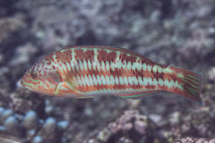 Thalassoma trilobatum