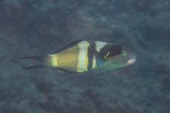 Thalassoma nigrofasciatum