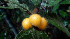 Cordia nodosa