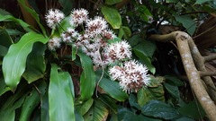 Dracaena fragrans