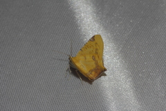 Nepheloleuca illiturata