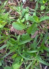 Convolvulus arvensis