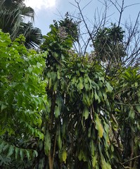 Dracaena fragrans