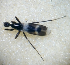 Tachydromia annulimana